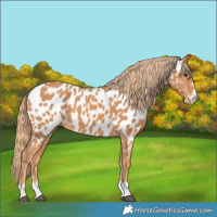 Horse Color:Chestnut Appaloosa