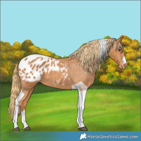 Horse Color:Chestnut Tobiano Appaloosa 