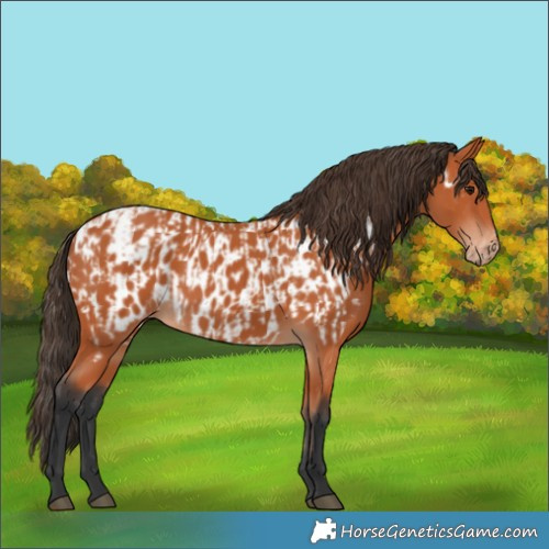 Horse Color:Bay  and Bay Near Leopard 
