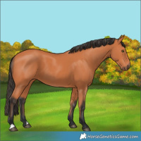 Horse Color:Bay 