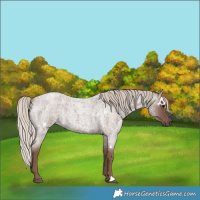 Horse Color:White Spotted Silver Blue Roan