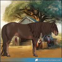 Horse Color:Liver Chestnut 