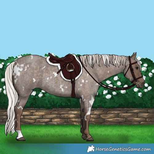 Horse Color:White Spotted Silver Blue Roan 