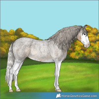 Horse Color:Silver Smoky Blue Roan Splash Rabicano 