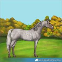 Horse Color:White Spotted Silver Blue Roan 