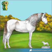 Horse Color:Gray Chestnut Splash Tobiano Rabicano 