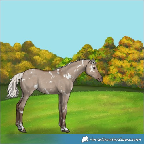 Horse Color:White Spotted Silver Grullo Rabicano