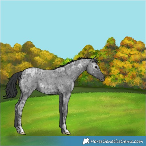 Horse Color:Blue Ice Roan