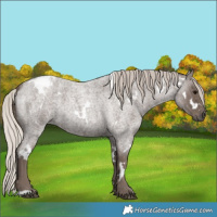 Horse Color:White Spotted Silver Blue Roan 