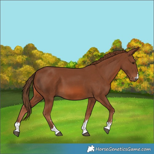 Horse Color:Chestnut 