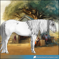 Horse Color:White Spotted Black 