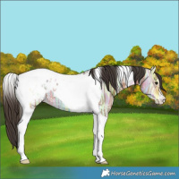 Horse Color:Bay Ice Tobiano Appaloosa 