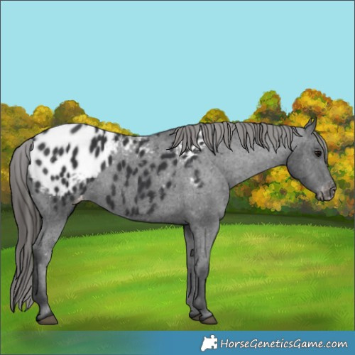 Horse Color:Black Blanket 