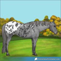 Horse Color:Black Blanket 