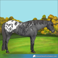 Horse Color:Black Appaloosa