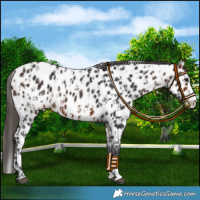 Horse Color:Bay Sabino Splash Near Leopard  and Bay Sabino Splash Near Leopard 