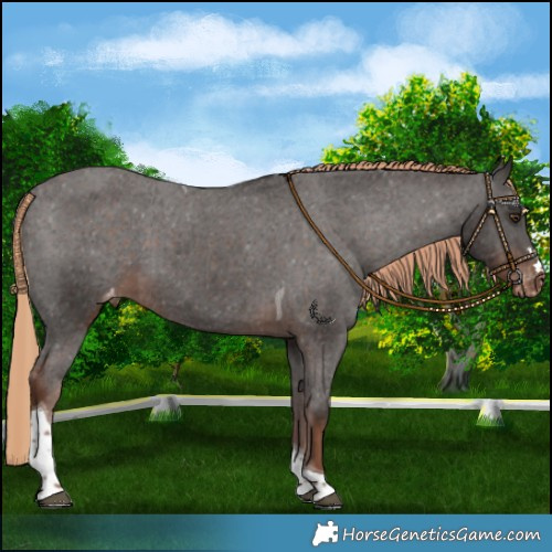 Horse Color:Liver Chestnut Tobiano Varnish 