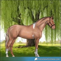 Horse Color:Gold Champagne Tobiano Varnish 