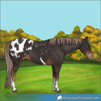 Horse Color:Liver Chestnut Tobiano Appaloosa 