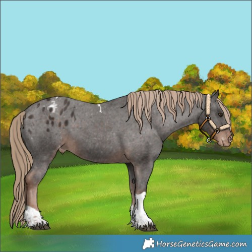 Horse Color:Liver Chestnut Tobiano Appaloosa 