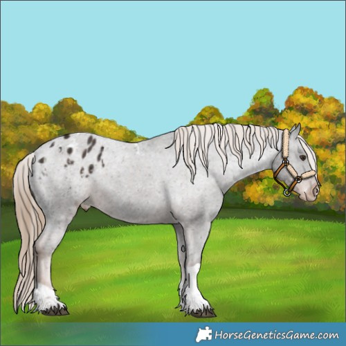 Horse Color:Liver Chestnut Tobiano Varnish 