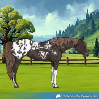 Horse Color:Liver Chestnut Tobiano Blanket 