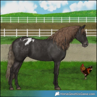 Horse Color:Liver Chestnut Appaloosa 