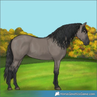 Horse Color:Grullo 