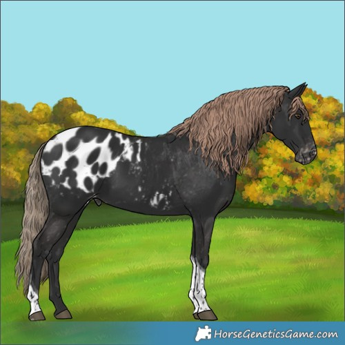 Horse Color:Liver Chestnut Tobiano Appaloosa