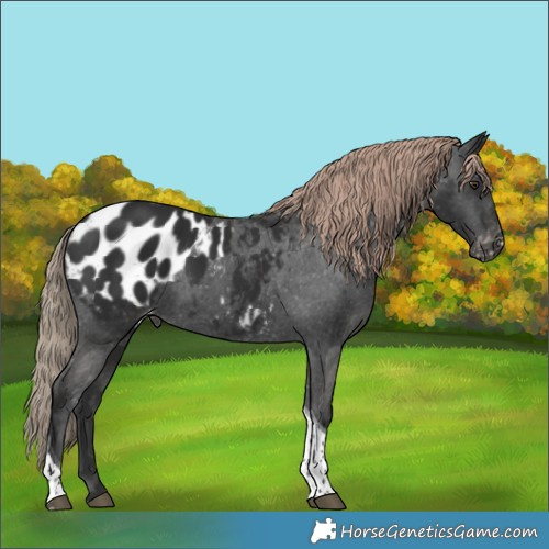 Horse Color:Liver Chestnut Tobiano Appaloosa 
