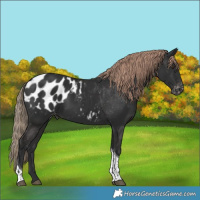Horse Color:Liver Chestnut Tobiano Appaloosa