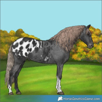 Horse Color:Liver Chestnut Tobiano Appaloosa 