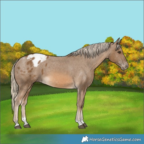 Horse Color:Chocolate Palomino Tobiano Appaloosa 