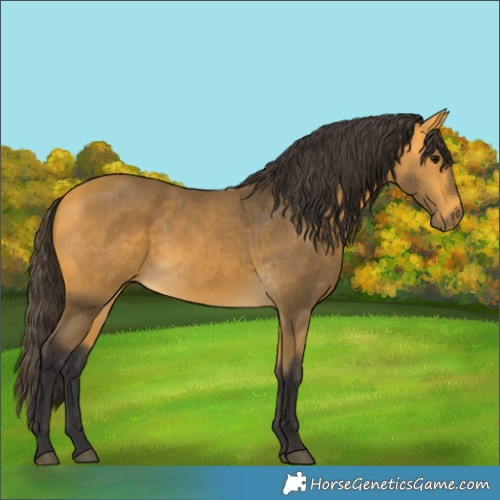 Horse Color:Buckskin 