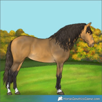 Horse Color:Buckskin 