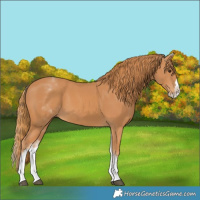 Horse Color:White Spotted Chestnut Splash