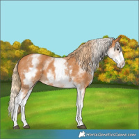 Horse Color:White Spotted Chestnut Splash