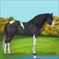 Horse Color:Black Splash Tobiano 