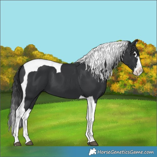 Horse Color:Black Splash Tobiano
