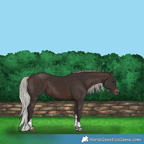 Horse Color:Silver Brown Tobiano Appaloosa 