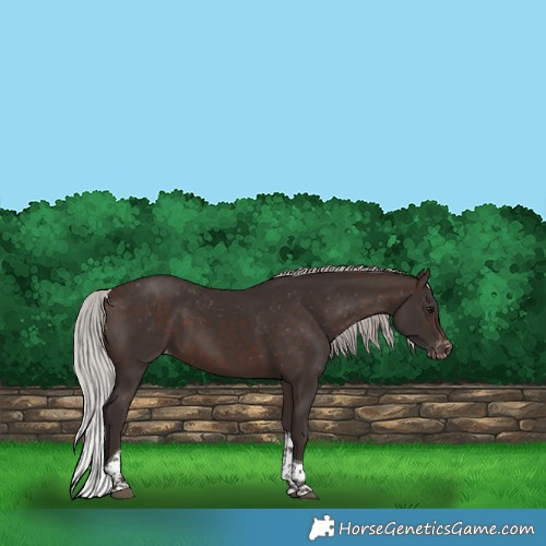 Horse Color:Silver Brown Tobiano Appaloosa 