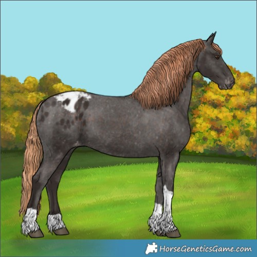 Horse Color:Liver Chestnut Tobiano Appaloosa 