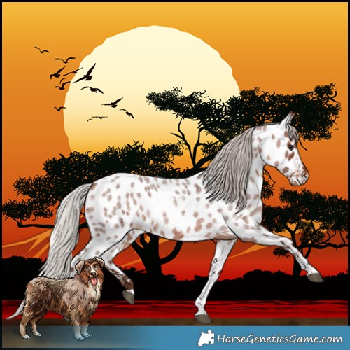 Horse Color:Silver Bay Roan Tobiano Near Leopard 