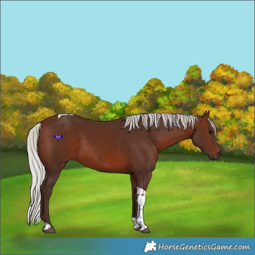 Horse Color:Silver Brown Tobiano 