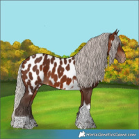 Horse Color:Silver Brown Tobiano Appaloosa