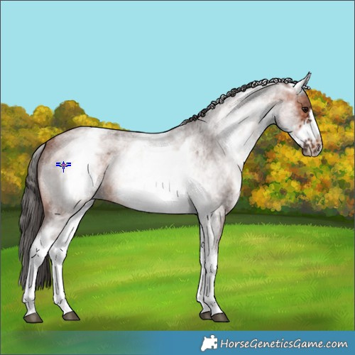 Horse Color:White Spotted Bay Roan Frame