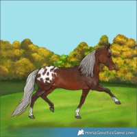 Horse Color:Silver Brown Tobiano Blanket 