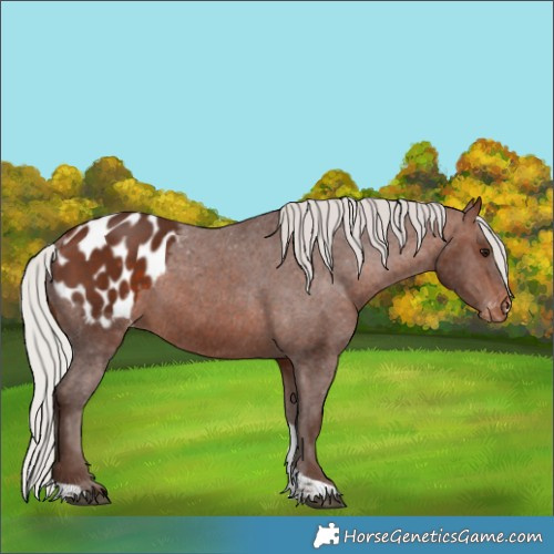 Horse Color:Silver Bay Tobiano Appaloosa