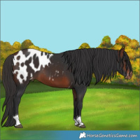 Horse Color:Bay Tobiano Appaloosa 