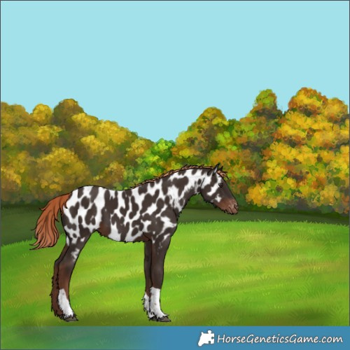 Horse Color:Liver Chestnut Tobiano Appaloosa 